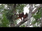 Orangutans Tanjung Puting National Park (MVI 1619)