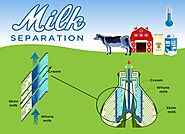 How To Separate Cream and Milk- Milky Day