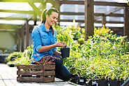 Discover the Benefits of Having an Office Garden
