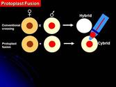 What is protoplast fusion? Tell us in brief