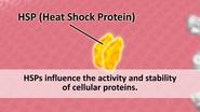 What are heat shock proteins? Tell us in brief