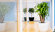 How To Make Your Office A Greener Place | Jupps Floor Coverings