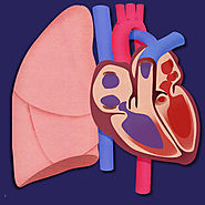 Heart and Lungs Lab