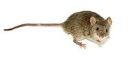 Mouse - Wikipedia, the free encyclopedia