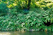 7 Facts About Knotweed in the UK That Will Terrify You!