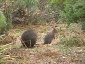 coles bay freycinet peninsula tasmania (twoii's tv ) australia epsd 46