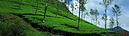 Get to know the best resorts in Munnar, Kerala