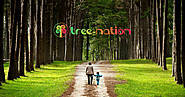 Tree-Nation - The worldwide platform to plant trees.