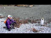 Penguins, seals and more of Macquarie Island