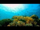 Great Barrier Reef, Australia - Lonely Planet travel video