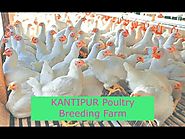 Kantipur Poultry Breeding Farm | Nawaraj Paudyal | Hybiz.tv