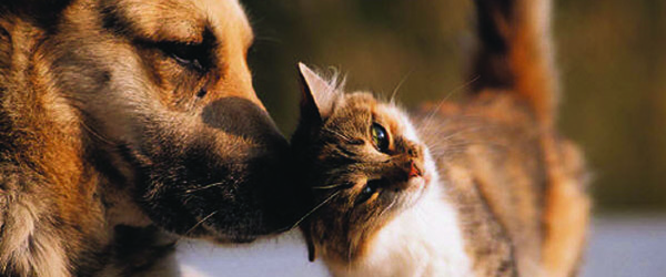 Headline for Pet Adoption - now online!
