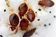 Pest Control Faridabad |Termite Control Faridabad Company