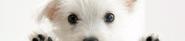 Paws it forward Dog Rescue Kelowna BC