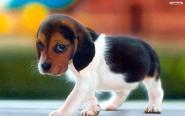 BC SPCA Kelowna Branch