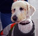 BC SPCA Penticton Branch