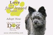 Okanagan Small Dog Rescue Society