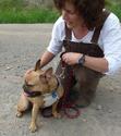 Angels Animal Rescue Merritt