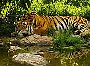 Sundarban Jungle Safari, Land of Tigers