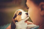 ‌Emotional Support Animal Online - The Dogtor