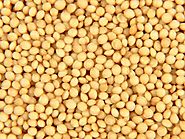 Organic Amaranth | Amaranth Seed/Grain Manufacturer, Supplier, Exporter