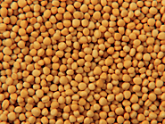 Mustard Manufacturers | Yellow Mustard Seeds Suppliers & Exporters
