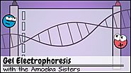 Gel Electrophoresis - Ameoba Sisters
