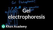 Gel Electrophoresis - Khan Academy