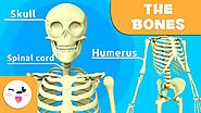 The Skeletal System - Educational Video about Bones for KIds