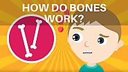How Do Bones Work? Human Skeleton Facts for Kids