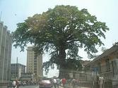 Cotton Tree (Sierra Leone) - Wikipedia, the free encyclopedia