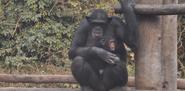 Nandankanan Zoological Park