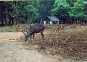 Mahanadi Wildlife division
