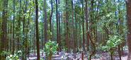 Ushakothi Sanctuary