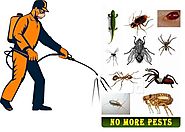 TIPS FOR AN EFFECTIVE PEST CONTROL - Pestcontrol delhi - Medium
