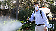 TACKLE PEST CONTROL WITH THESE SOLID TIPS – pest control faridabad