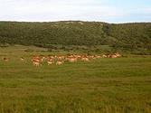 Shamwari Game Reserve - Wikipedia, the free encyclopedia