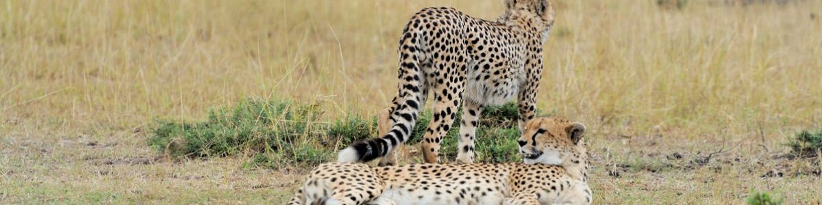 5 Interesting facts about Mammals | A Listly List