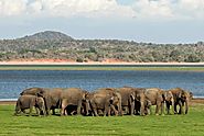Minneriya Safari, Sri Lanka