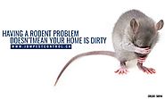 Top 10 Misconceptions about Rats & Mice | JDM Pest Control
