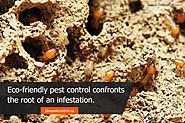 Green & Serene: 8 Reasons For Eco-Friendly Pest Control | JDM Pest Control