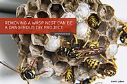 Why DIY Wasp Nest Removal is a Risky Business | JDM Pest Control