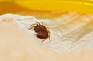 Telltale Signs You Are Sleeping with Bed Bugs | JDM Pest Control