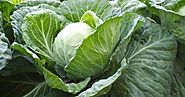 Nutrient Value of Cabbage - Dream Health