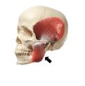 Masseter Muscle