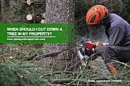 When Should I Cut Down a Tree in My Property? | Dave Lund Tree Service and Forestry Co Ltd.