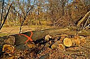 How to Find and Cure Dutch Elm Tree Disease | Dave Lund Tree Service and Forestry Co Ltd.