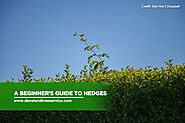 A Beginner’s Guide to Hedges - Dave Lund Tree Service and Forestry Co Ltd.