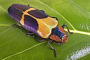 10 Fascinating Facts About Insects