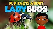 information on insects - Bing video